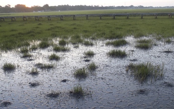 Ribbed mussels help maintain salt marsh grasses during a 2012 drought in Charleston, South Carolina.